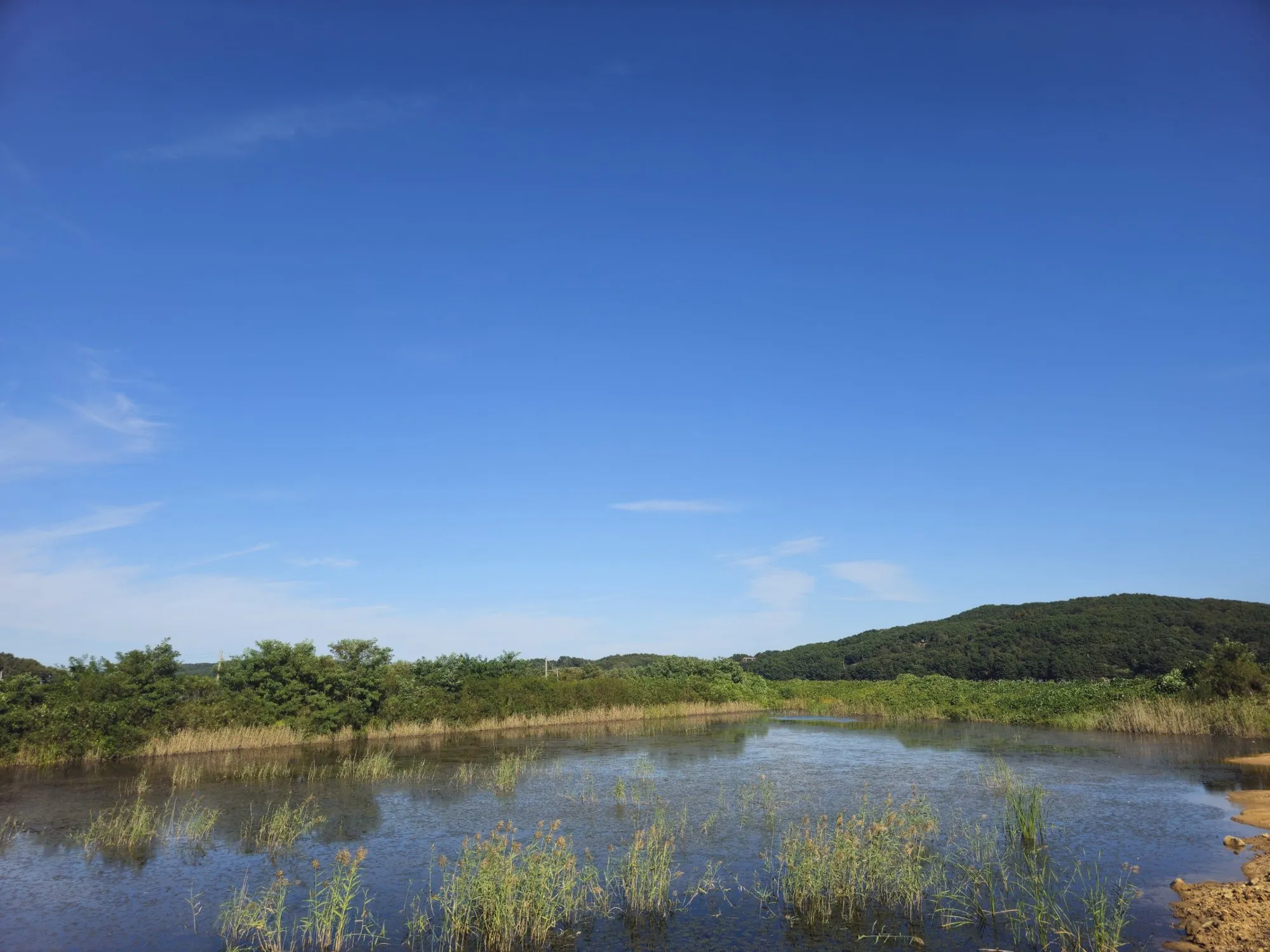 Reeds growing in a pond behind the shore on Modo, with a green hill under a clear blue sky